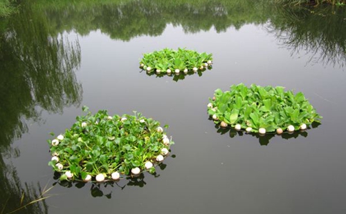 生態浮島